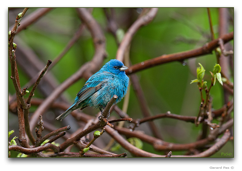 Indigo Bunting - click to enlarge image