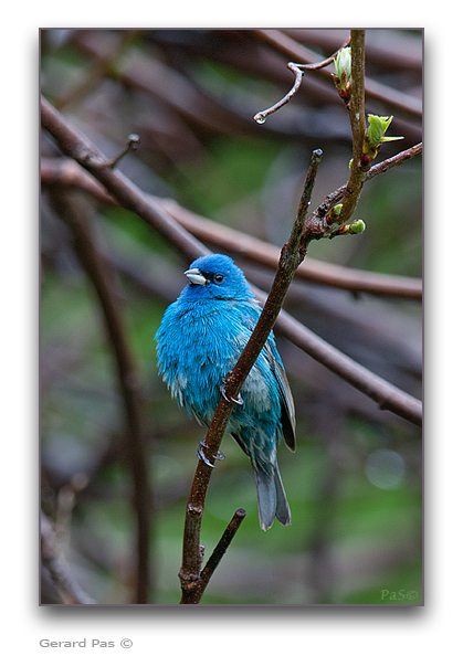 Indigo Bunting - click to enlarge image