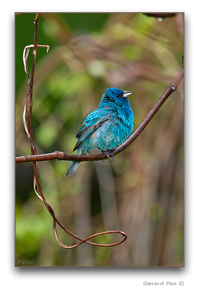 Indigo Bunting - click to enlarge image