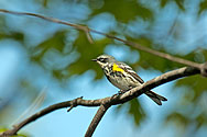 Yellow-rumped Warbler - click to enlarge