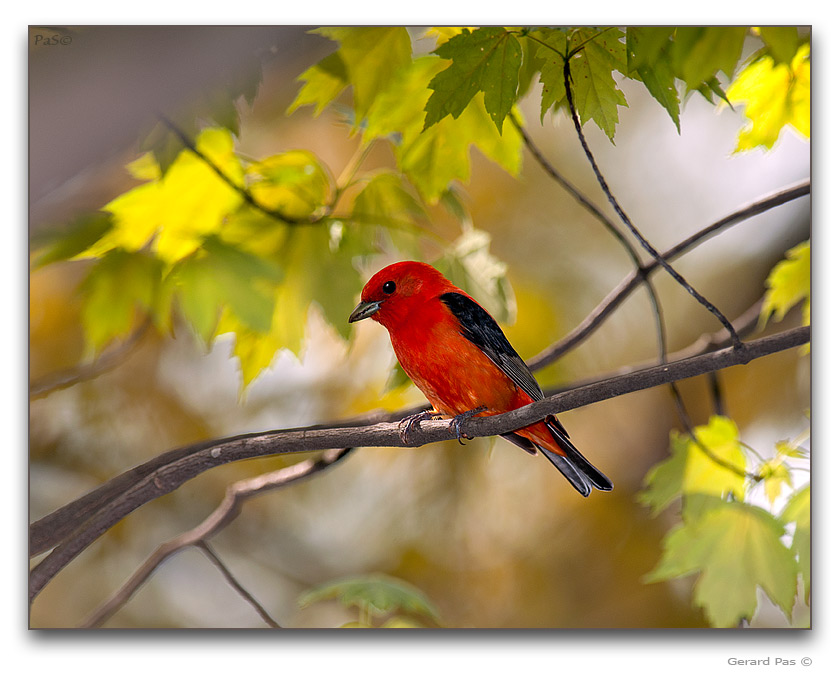 Scarlet Tanager - click to enlarge image