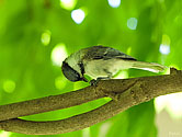 Black-capped Chickadee - click to enlarge