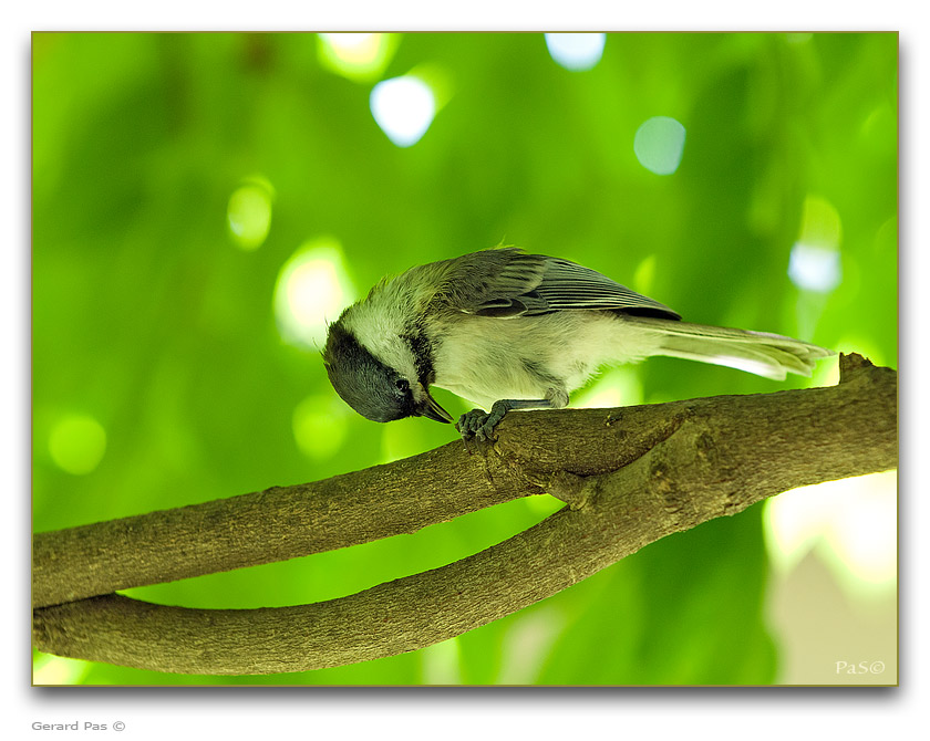 Black-capped Chickadee - click to enlarge image