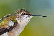 Ruby-throated Hummingbird - click to enlarge