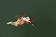 Ruby-throated Hummingbird - click to enlarge
