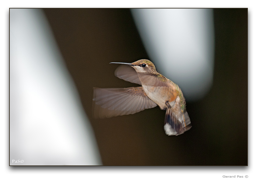 Ruby-throated Hummingbird - click to enlarge image
