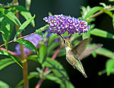 Ruby-throated Hummingbird - click to enlarge
