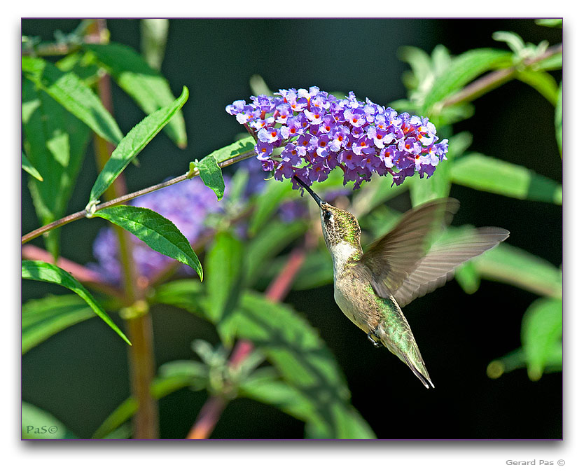 Ruby-throated Hummingbird - click to enlarge image
