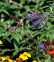 Ruby-throated Hummingbird - click to enlarge