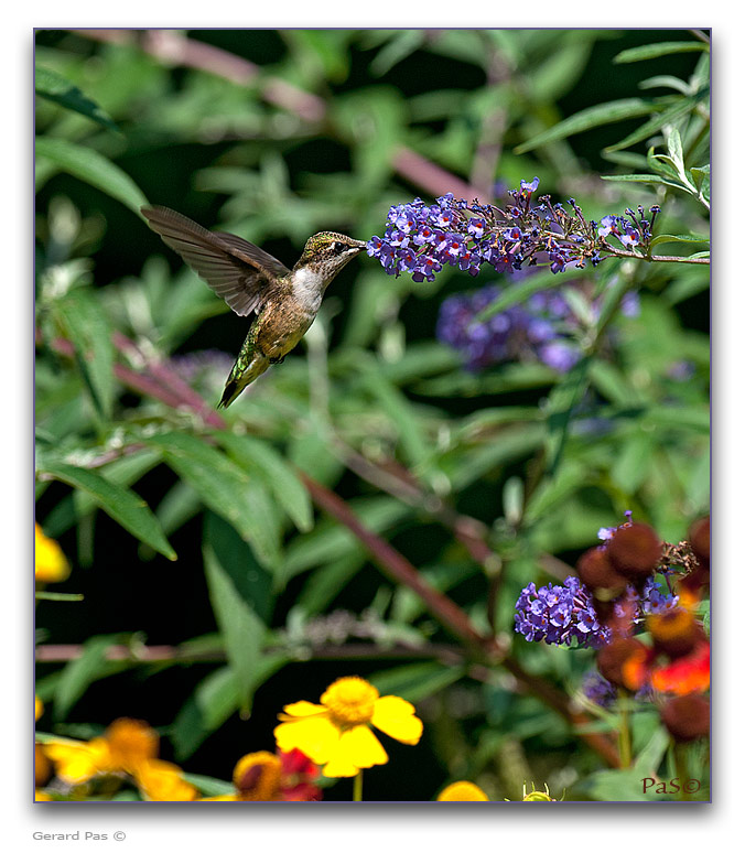 Ruby-throated Hummingbird - click to enlarge image