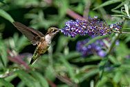 Ruby-throated Hummingbird - click to enlarge