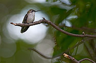Ruby-throated Hummingbird - click to enlarge