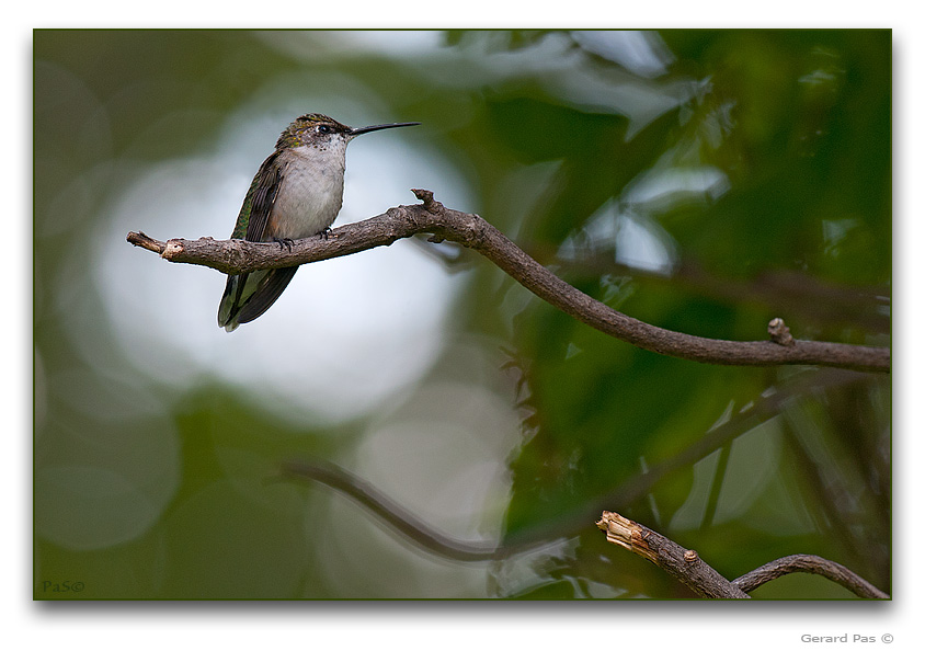 Ruby-throated Hummingbird - click to enlarge image