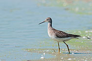 Greater Yellowlegs Sandpiper - click to enlarge