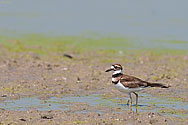 Killdeer - click to enlarge