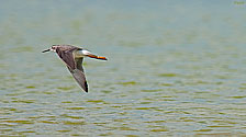 Greater Yellowlegs Sandpiper - click to enlarge