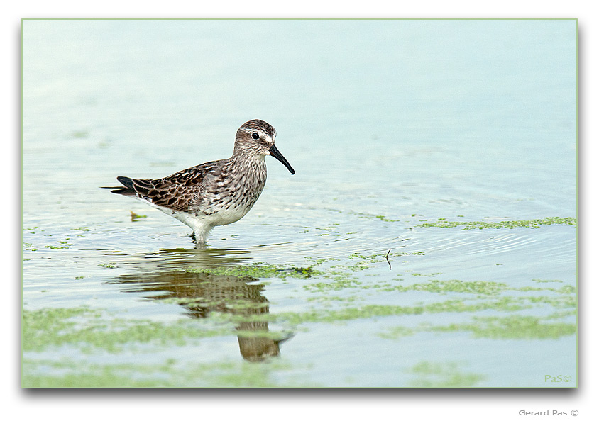 Baird's Sandpiper - click to enlarge image