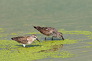 Baird's Sandpiper - click to enlarge