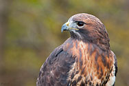 Red-tailed Hawk - click to enlarge