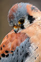 American Kestrel - click to enlarge