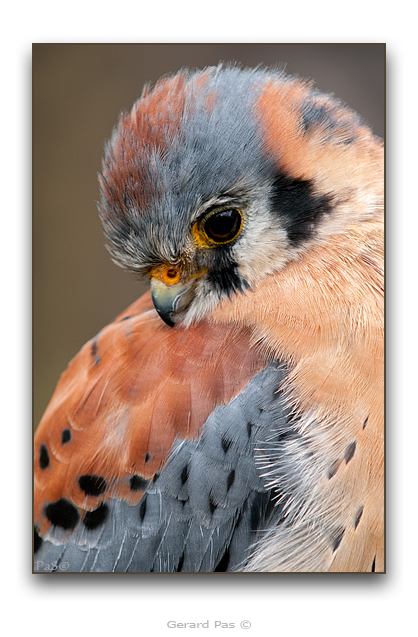American Kestrel - click to enlarge image