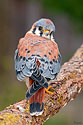 American Kestrel - click to enlarge