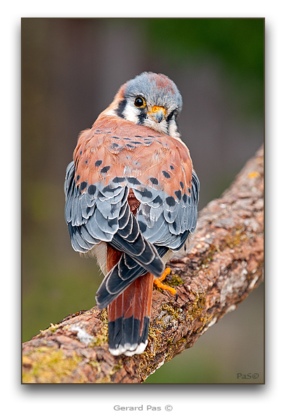 American Kestrel - click to enlarge image