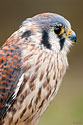 American Kestrel - click to enlarge