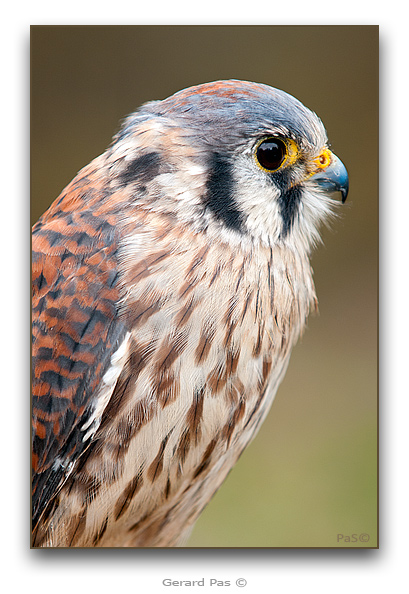 American Kestrel - click to enlarge image
