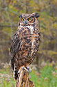 Great Horned Owl - click to enlarge