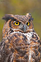 Great Horned Owl - click to enlarge