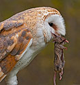 Barn Owl - click to enlarge