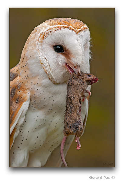Barn Owl - click to enlarge image