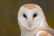 Barn Owl - click to enlarge