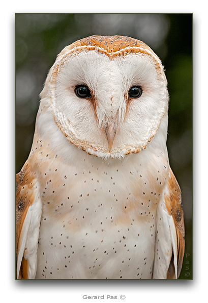 Barn Owl - click to enlarge image