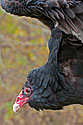 Turkey Vulture - click to enlarge