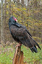 Turkey Vulture - click to enlarge