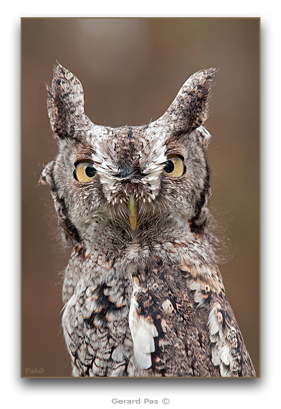 Eastern Screech Owl - click to enlarge image