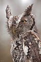 Eastern Screech Owl - click to enlarge