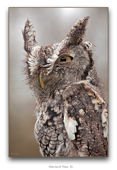 Eastern Screech Owl - click to enlarge image
