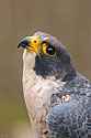 Peregrine Falcon - click to enlarge