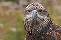 American Bald Eagle - click to enlarge