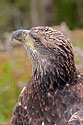 American Bald Eagle - click to enlarge