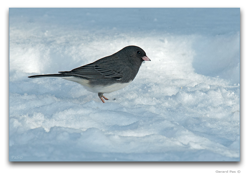 Dark-eyed Junco _DSC26298.JPG - click to enlarge image