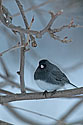 Dark-eyed Junco - click to enlarge