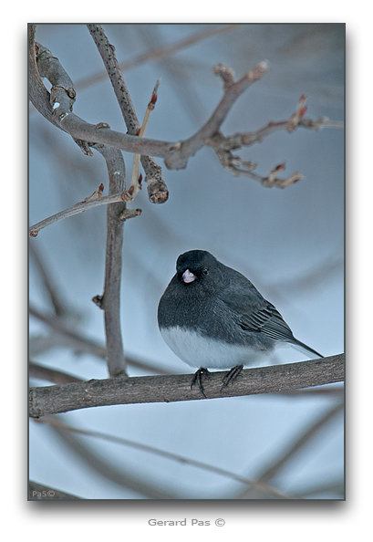 Dark-eyed Junco _DSC26298.JPG - click to enlarge image