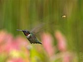 Hornet chasing Hummingbird - click to enlarge