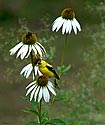 American Goldfinch (male) - click to advance