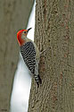 Red-bellied Woodpecker - click to enlarge