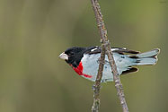Rose-breasted Grosbeak - click to enlarge